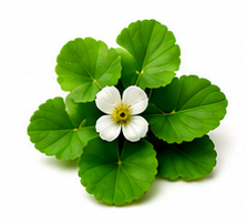 BRAHMI