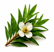 TEA TREE